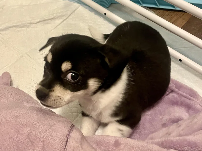 Chive In Texarkana Tx thumbnail 3