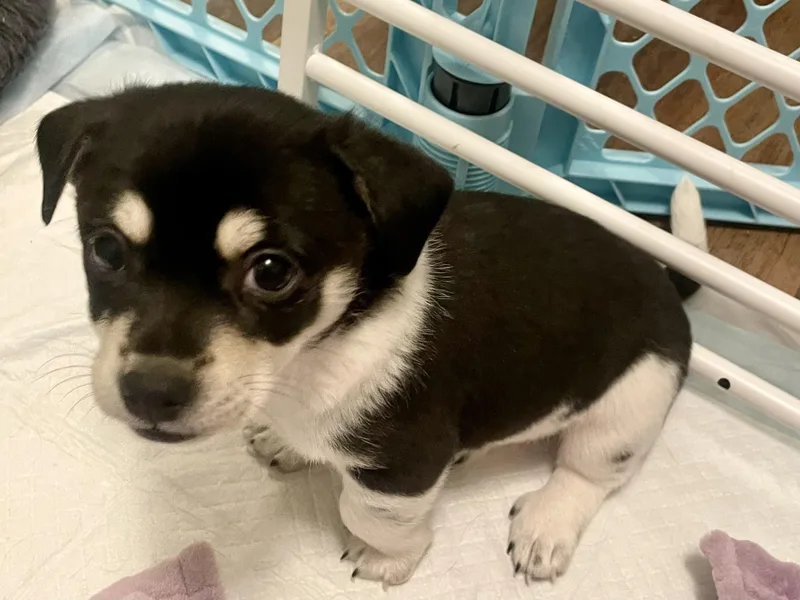 Chive In Texarkana Tx thumbnail 4