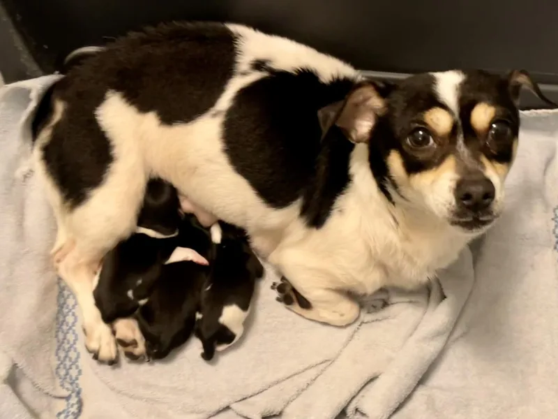 Chive In Texarkana Tx thumbnail 5