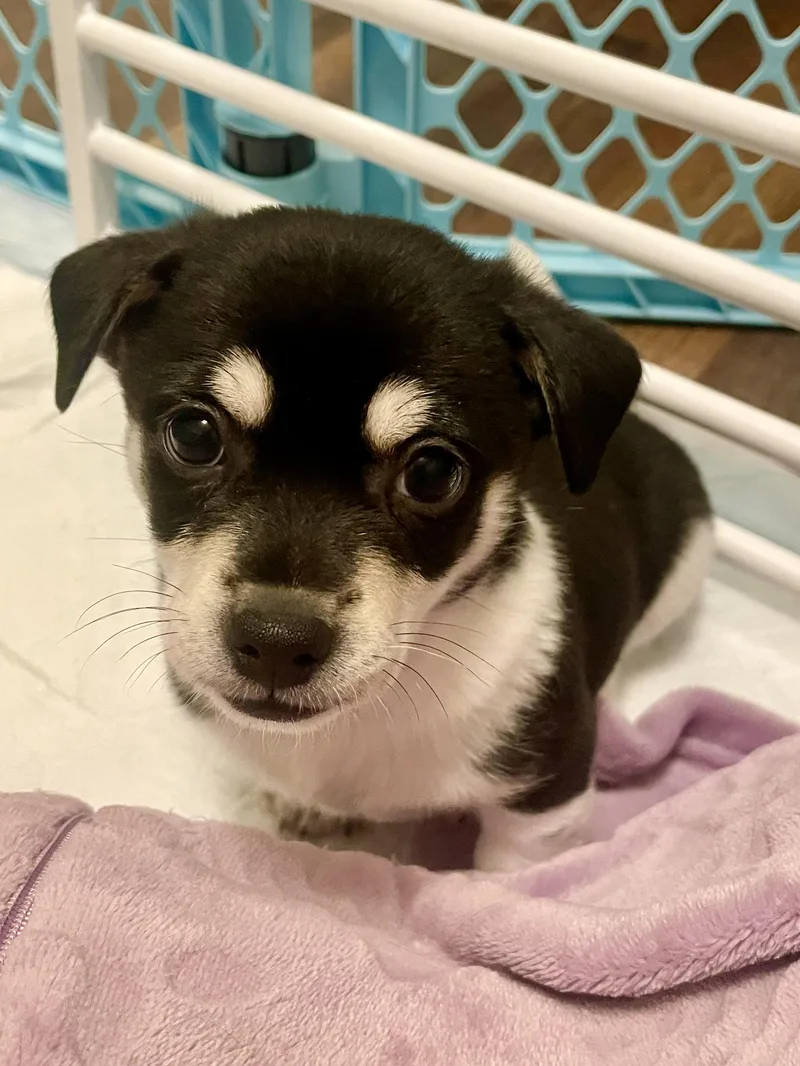 A baby small-sized male Tricolor (Brown, Black, & White) Rat Terrier dog named Chive In Texarkana Tx for adoption in Texarkana, TX