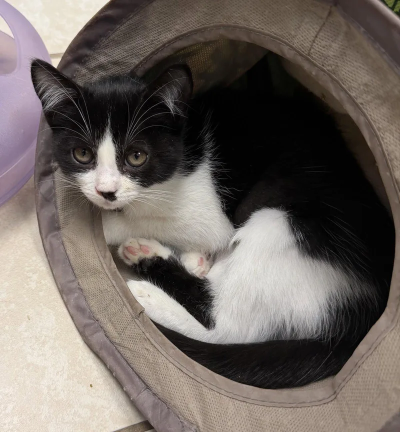 A young medium-sized female Black & White / Tuxedo Domestic Short Hair cat named Hufflepuff for adoption in Satellite Beach, FL
