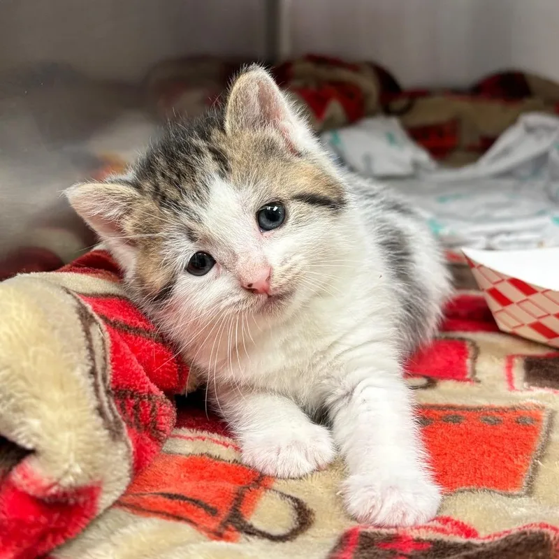 A baby small-sized female White Domestic Short Hair cat named Pineapple Upside Down Cake for adoption in Birdsboro, PA