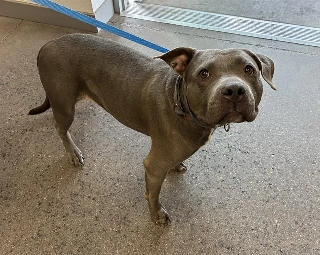 A young large-sized female Pit Bull Terrier dog named Marcie for adoption in Mesa, AZ