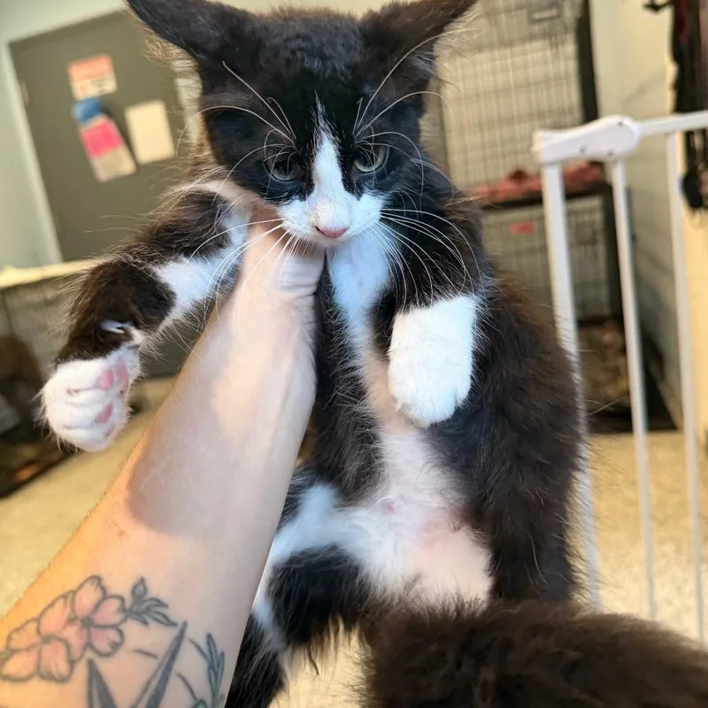 A baby small-sized female Black Domestic Short Hair cat named C for adoption in Port Charlotte, FL
