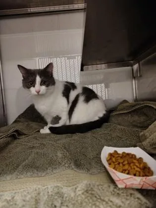 An adult large-sized male Domestic Short Hair cat named Sloan for adoption in Gastonia, NC