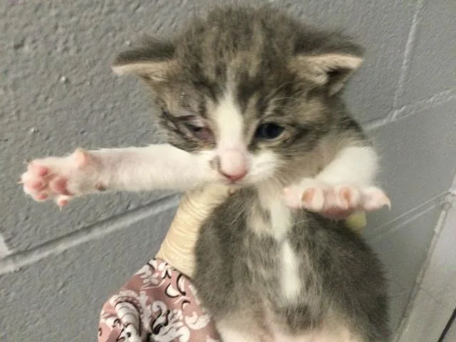 A baby small-sized female Domestic Short Hair cat named Plumeria for adoption in Thousand Palms, CA