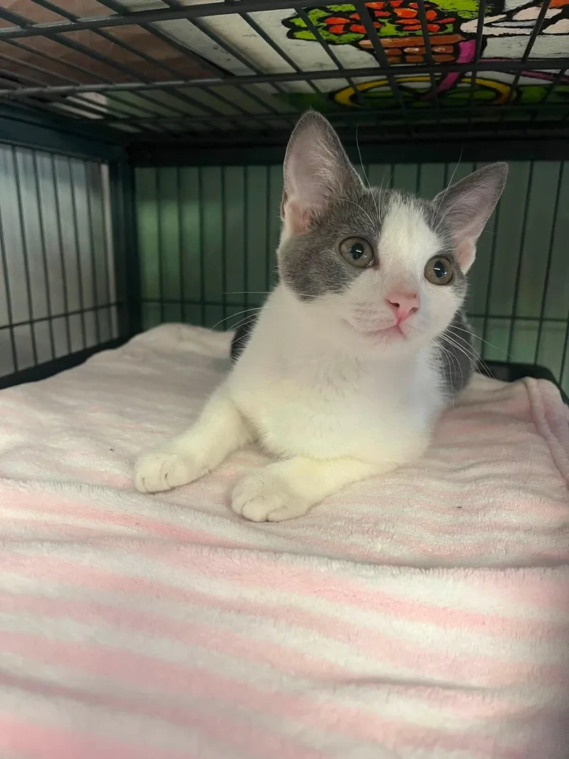 A baby medium-sized female Gray & White Domestic Short Hair cat named McKenzie for adoption in Broomall, PA