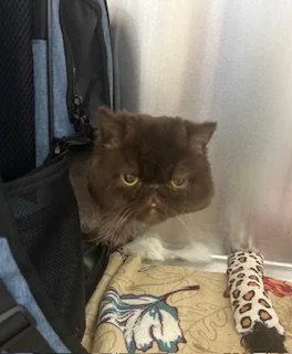 A young medium-sized male Persian cat named Mielo  Years Old for adoption in Sterling, MA