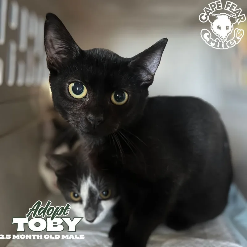 A baby small-sized male Black Domestic Short Hair cat named Toby for adoption in Wilmington, NC