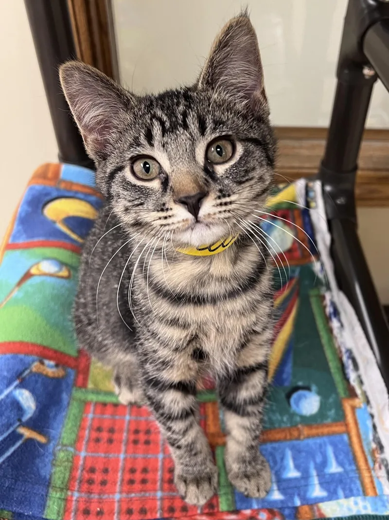 A young medium-sized male Tabby (Gray / Blue / Silver) Domestic Short Hair cat named Orville for adoption in Arlington Heights, IL