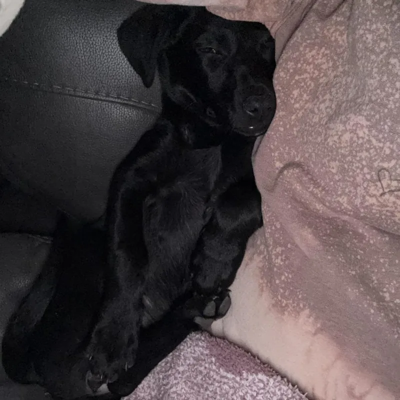 A baby small-sized female Black German Shepherd Dog dog named Delsey for adoption in Duncan, OK