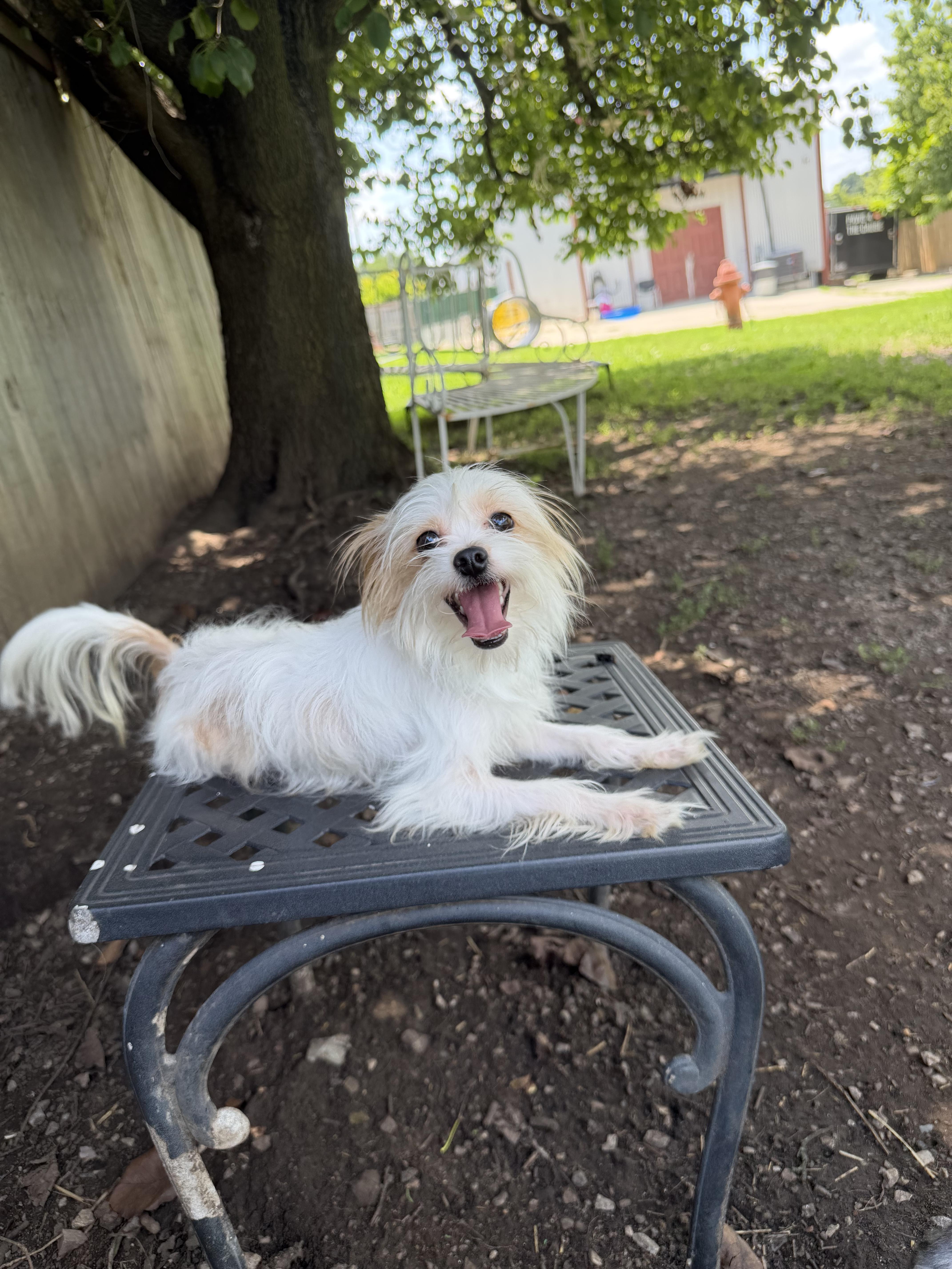 A young small-sized male White / Cream Maltese dog named Buddy for adoption in Lexington, KY