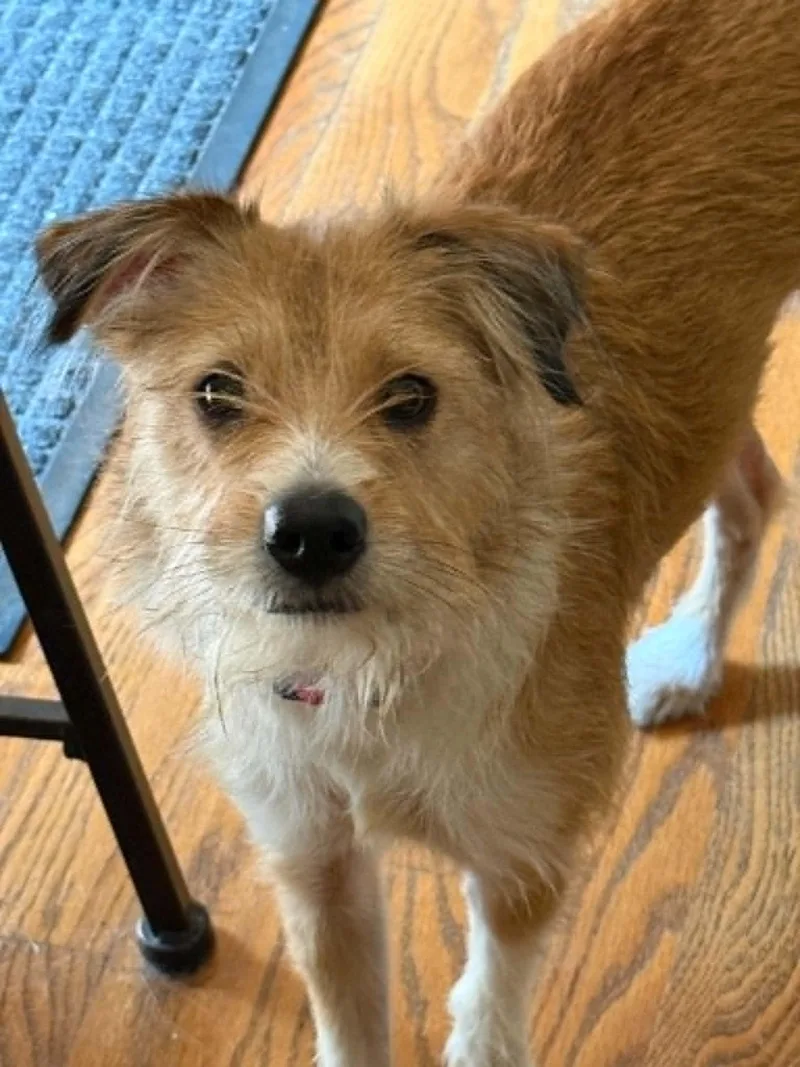 A young small-sized female Parson Russell Terrier dog named Minnie for adoption in Cookeville, TN