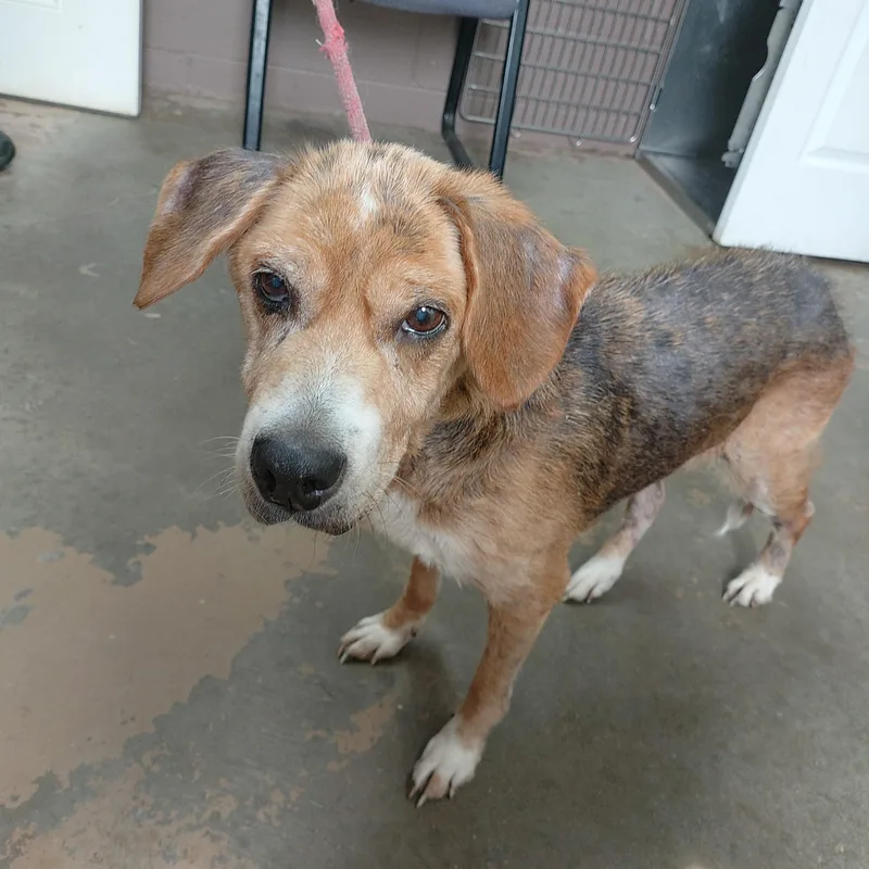 An adult medium-sized female Tricolor (Brown, Black, & White) Beagle dog named 26-065 for adoption in Carrollton, OH