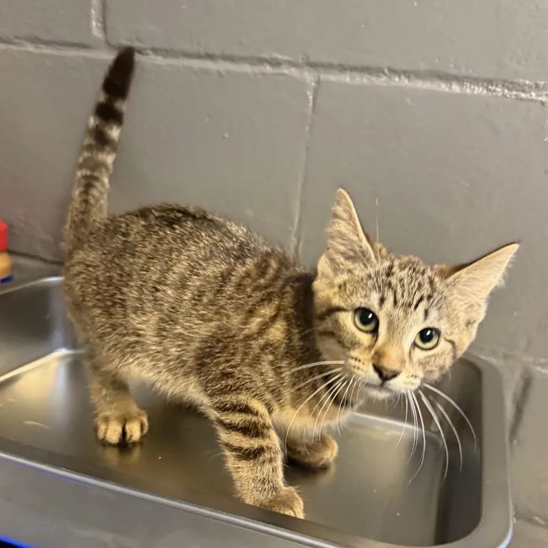 A baby small-sized female Brown / Chocolate Domestic Short Hair cat named TUSCStray___ for adoption in Tuscaloosa, AL