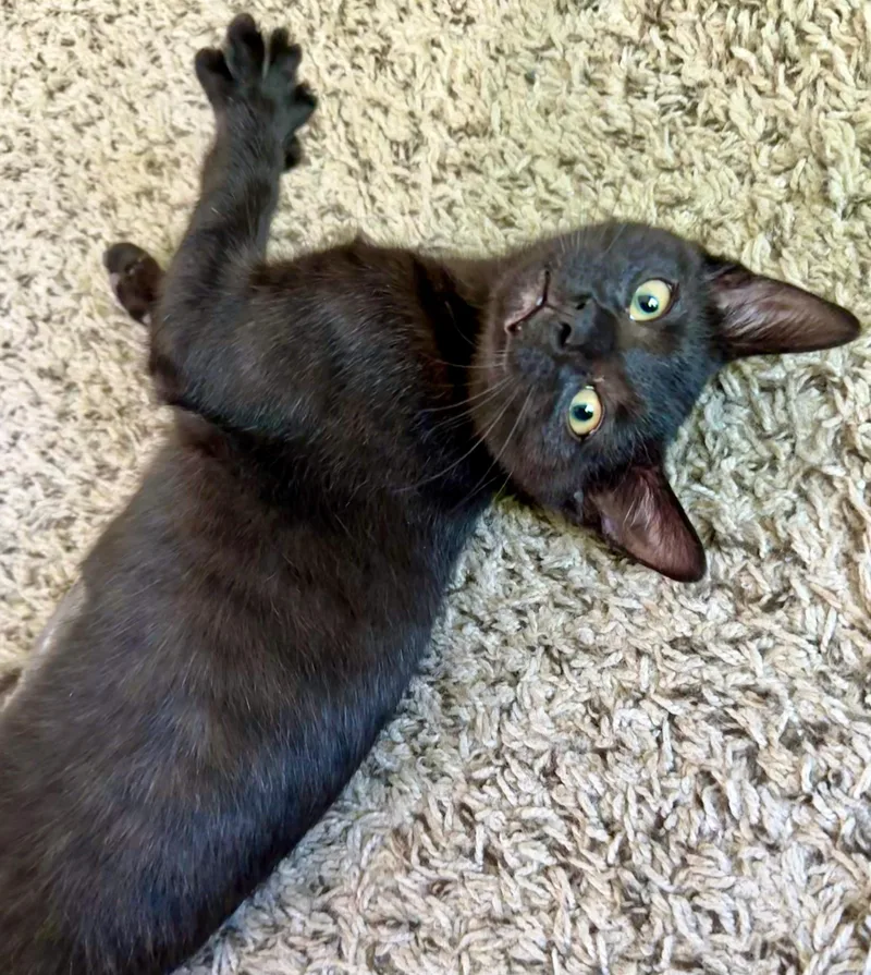A baby small-sized female Black Domestic Short Hair cat named Fifi for adoption in Nashville, TN
