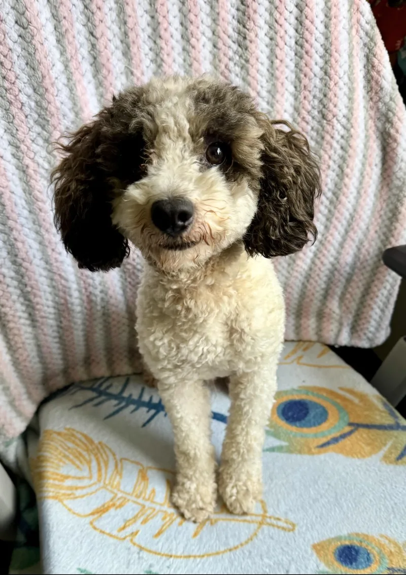 A young small-sized male Brown / Chocolate Poodle (Toy) dog named Gus Gus COMING SOON for adoption in Nashville, TN