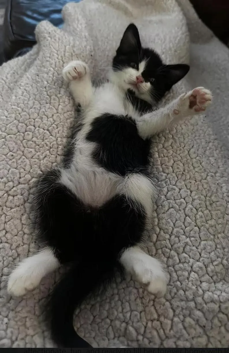 A baby small-sized female Domestic Short Hair cat named Bertie Mae for adoption in Clayton, NC