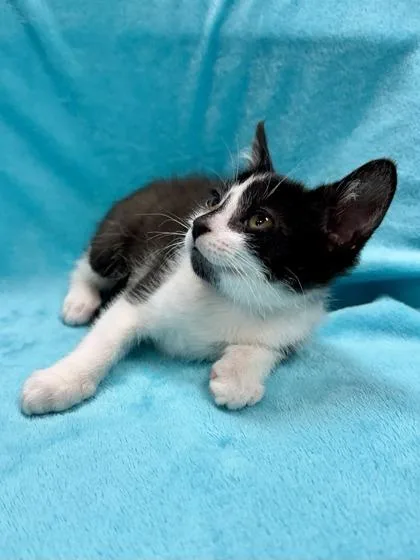 A baby medium-sized male Black & White / Tuxedo Domestic Short Hair cat named Houdini for adoption in Midland, MI