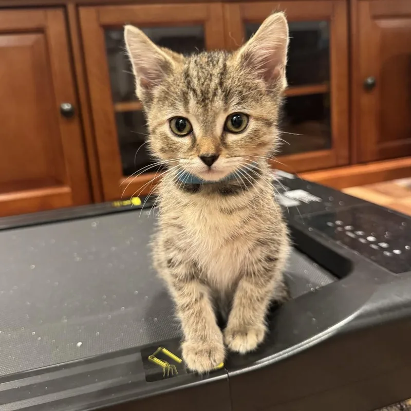 A baby small-sized female Torbie Domestic Short Hair cat named Rosalina for adoption in Georgetown, KY