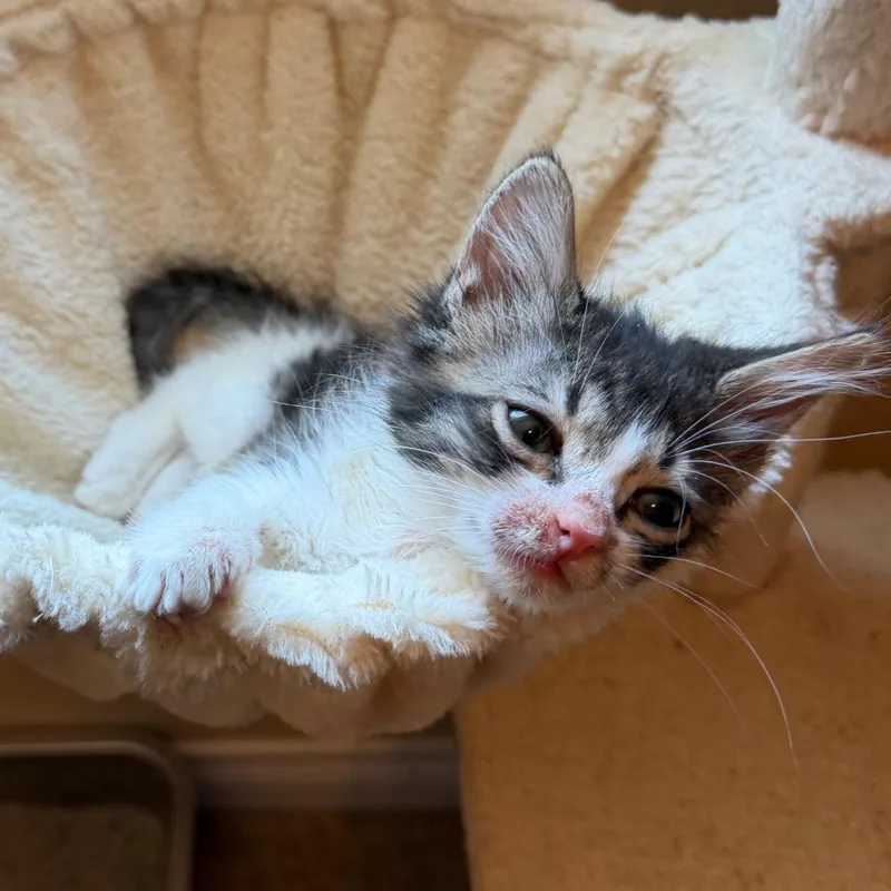 A baby small-sized female Black Domestic Long Hair cat named Shirley for adoption in Las Vegas, NV