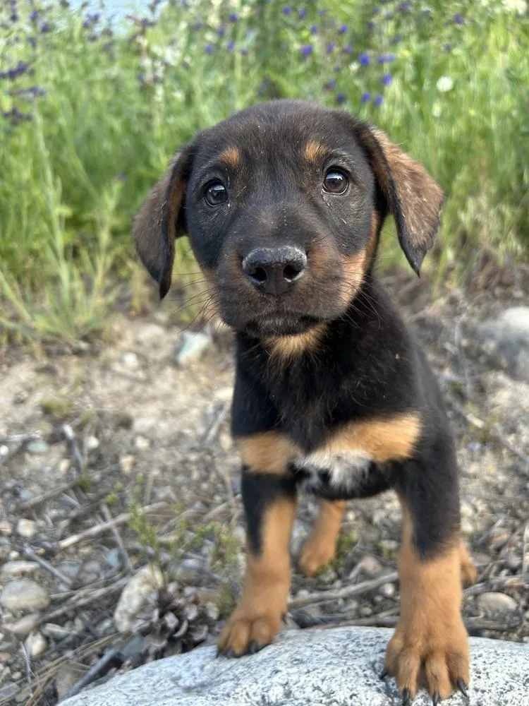 A baby large-sized female Brown / Chocolate Shepherd dog named Apple Fritter for adoption in Spokane , WA