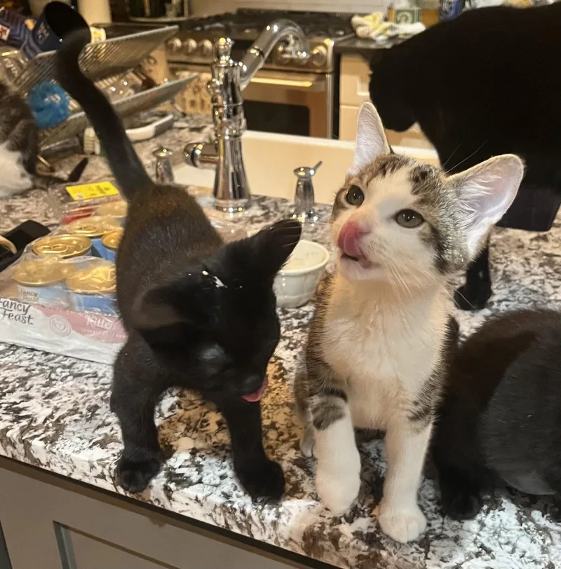 A baby medium-sized female Black & White / Tuxedo Domestic Short Hair cat named Silvio and Liliana for adoption in Shawnee, KS