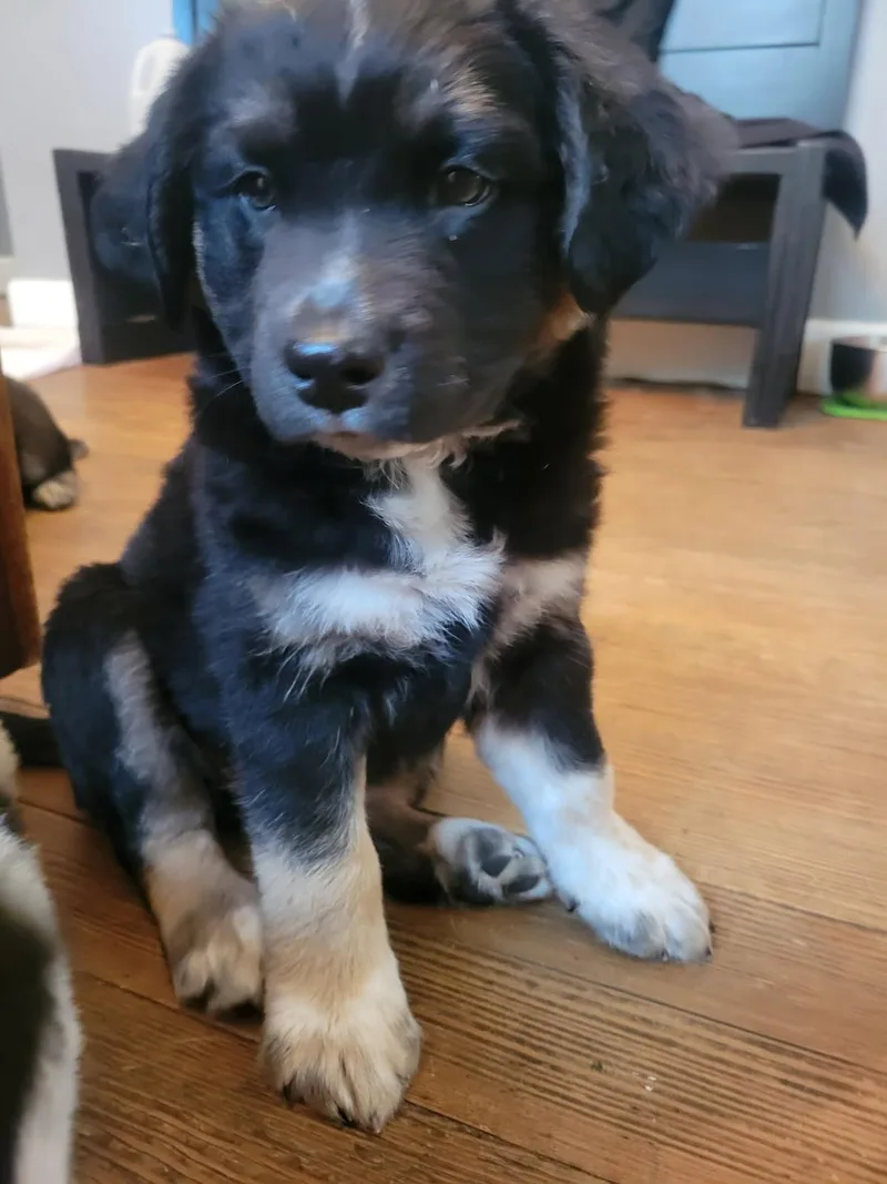 A young large-sized male Tricolor (Brown, Black, & White) Australian Shepherd dog named Ross for adoption in Cincinnati, OH