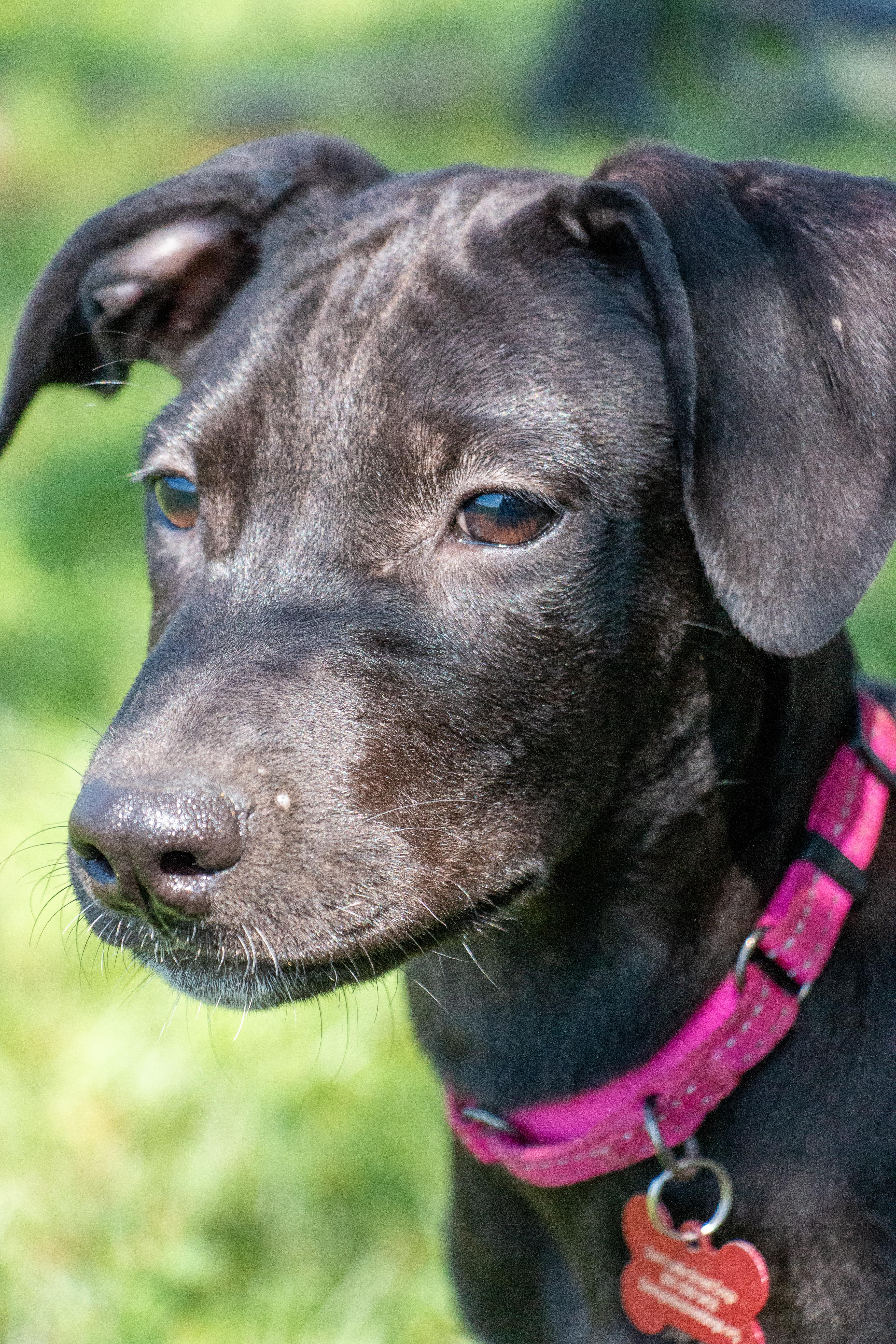 A baby medium-sized female Labrador Retriever dog named Arya for adoption in Houston, TX