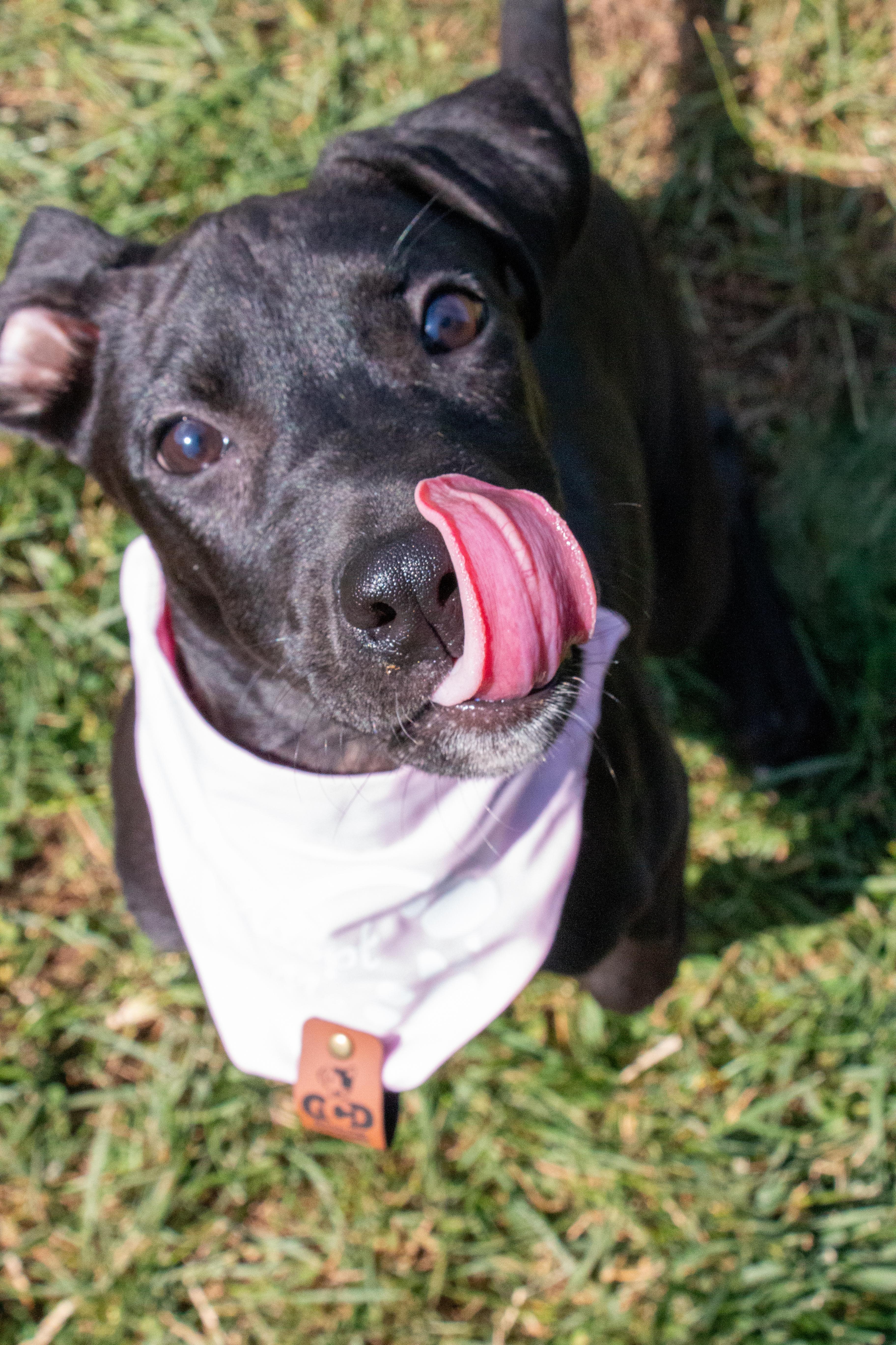 Arya thumbnail 3