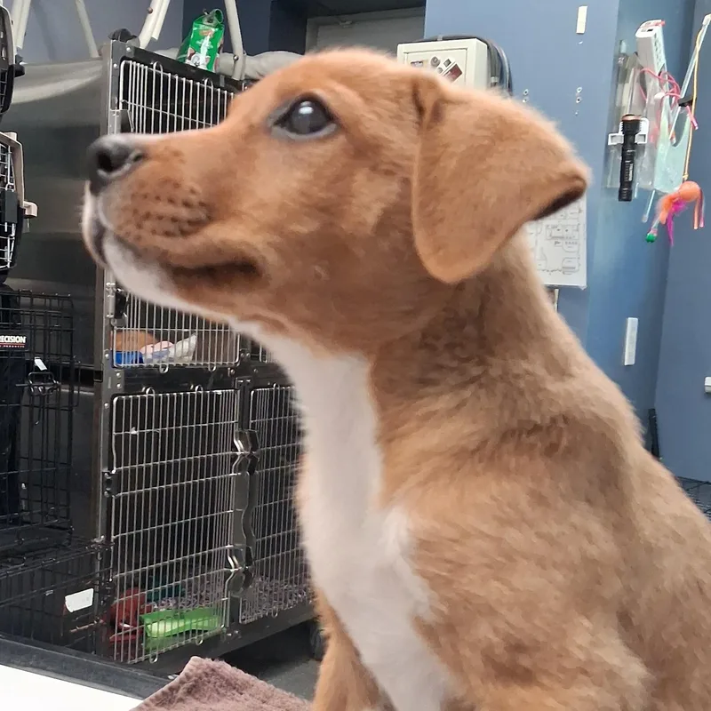 Kermit thumbnail 2
