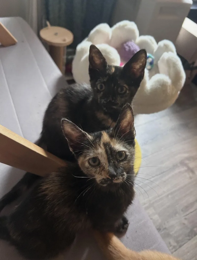 A baby medium-sized female Brown / Chocolate Domestic Short Hair cat named Nori & Haru BONDED for adoption in Herndon, VA