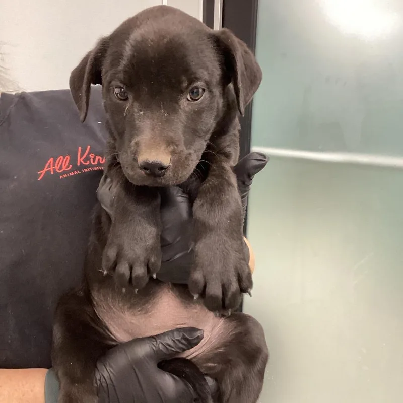 A young medium-sized female Black Labrador Retriever dog named Houston for adoption in Abilene, TX