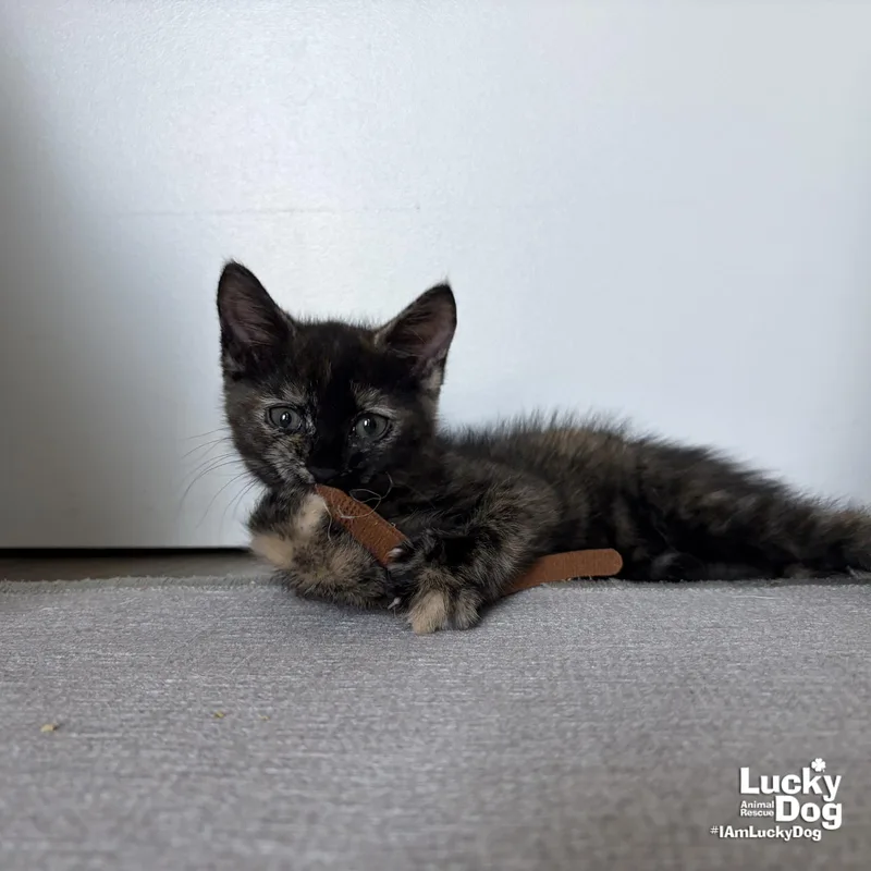 A baby medium-sized female Domestic Short Hair cat named Briar for adoption in Washington, DC