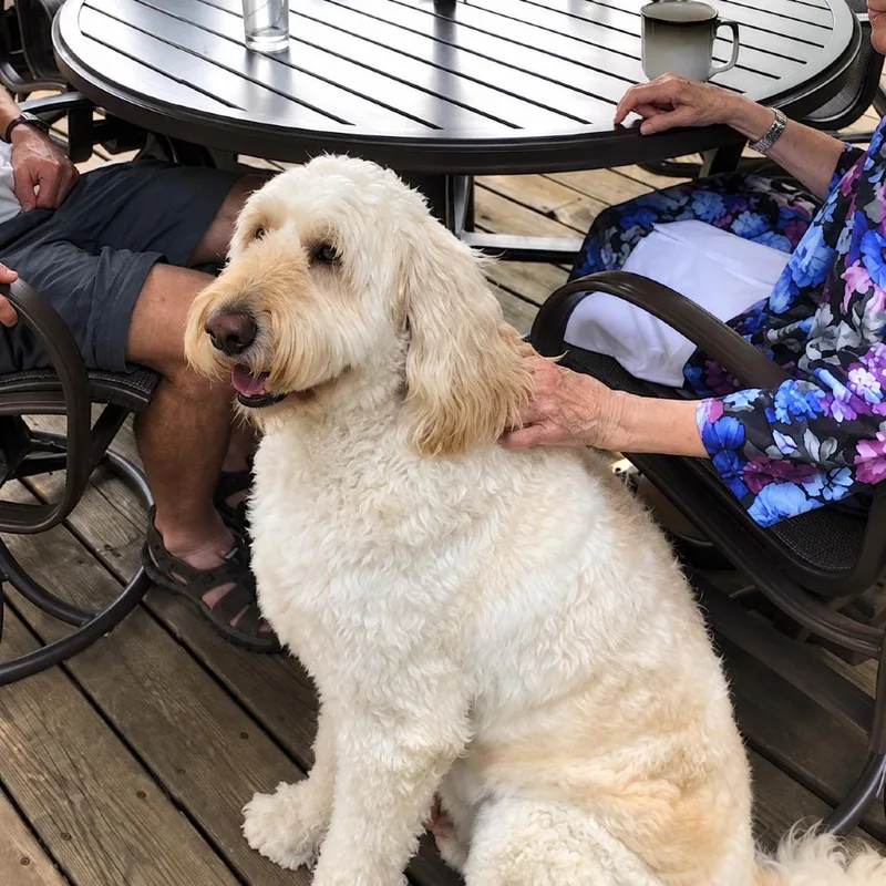 A senior large-sized male White / Cream Golden Retriever dog named Joey for adoption in Rochester, MN
