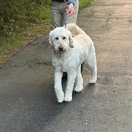 Joey thumbnail 3