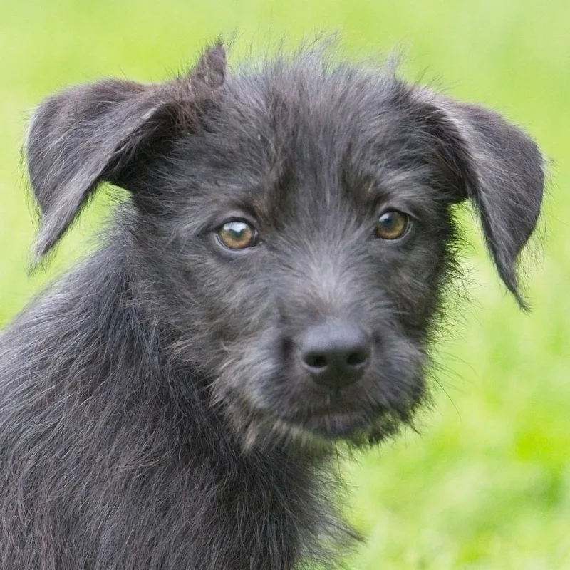 A baby medium-sized female Black Labrador Retriever dog named Mel for adoption in South Elgin, IL