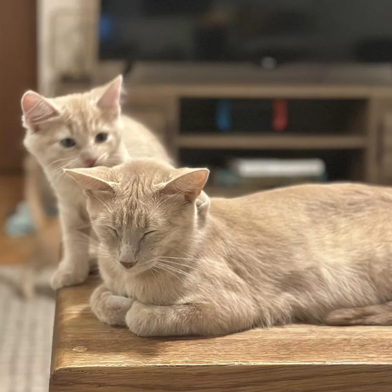 An adult medium-sized female Buff / Tan / Fawn Domestic Short Hair cat named Pearl for adoption in St. Paul, MN