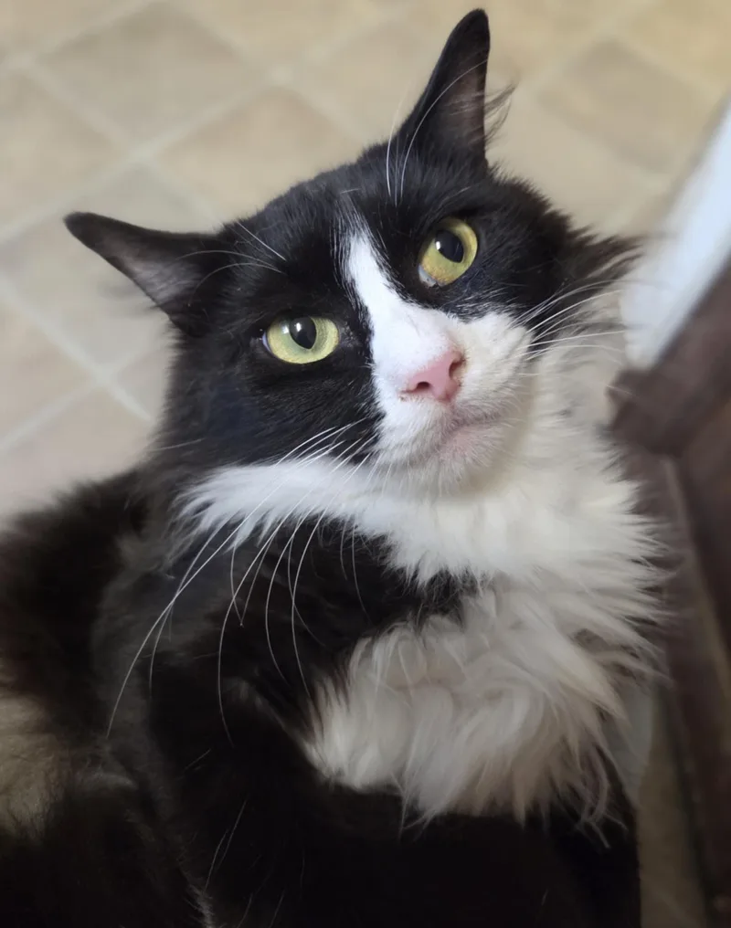 Julietta thumbnail 2