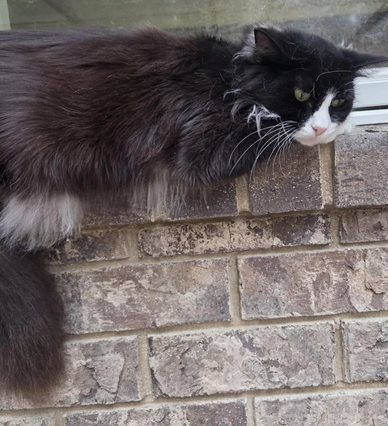 Julietta thumbnail 3