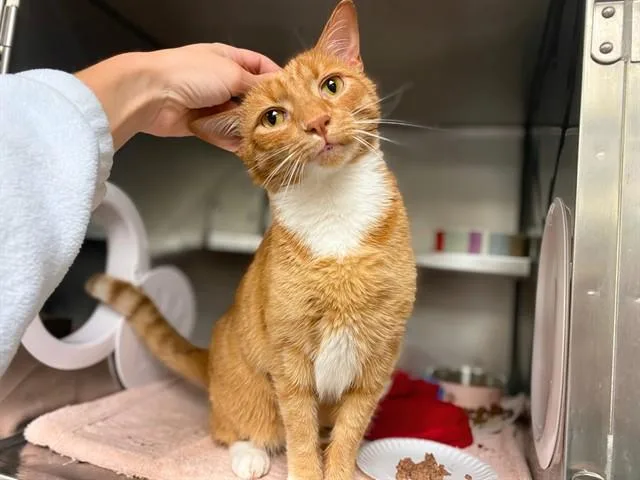 An adult small-sized male Domestic Short Hair cat named Mr. Sammy for adoption in Fort Wayne, IN