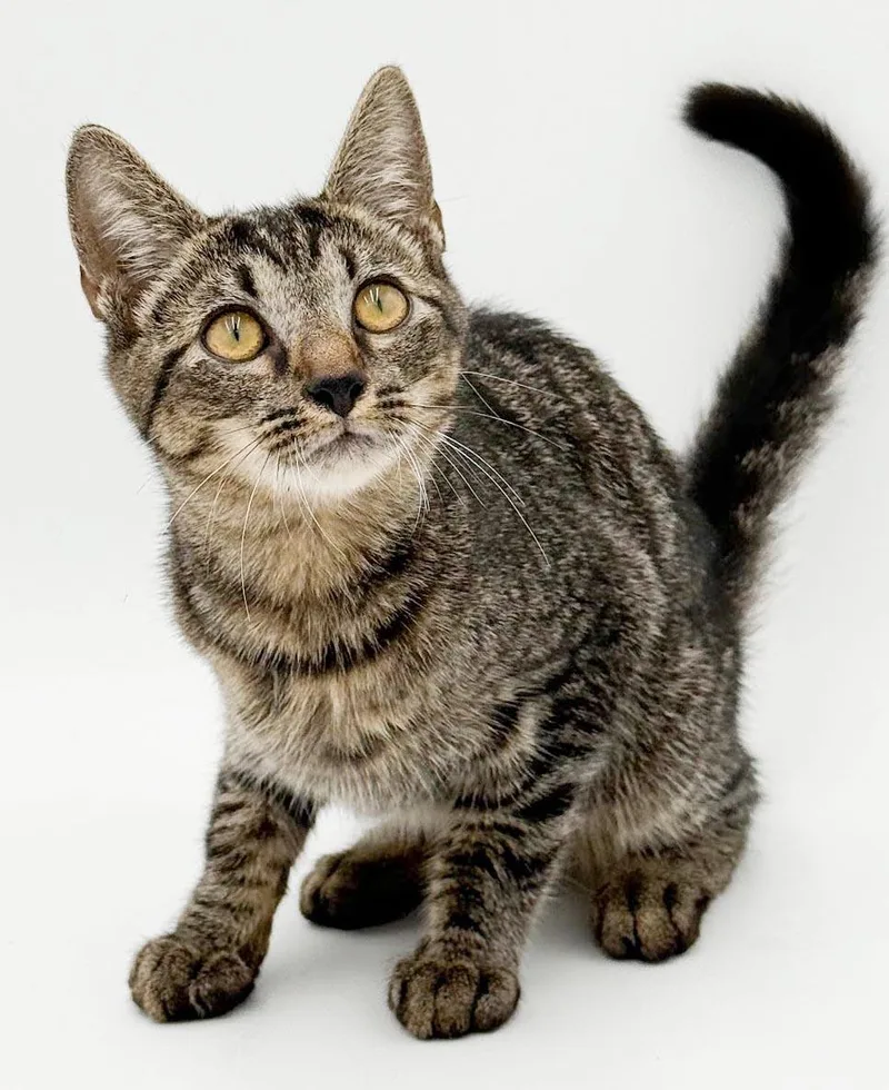A baby small-sized female Tabby (Leopard / Spotted) Tabby cat named Serena is nothing less for adoption in Bedford Hills, NY