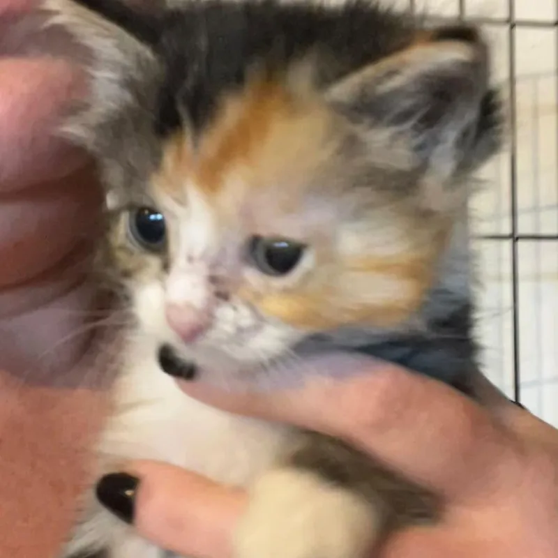 A baby small-sized female Calico Domestic Medium Hair cat named Isla for adoption in Winchester, VA