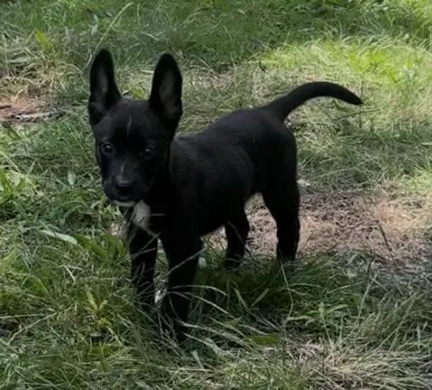 Nugget