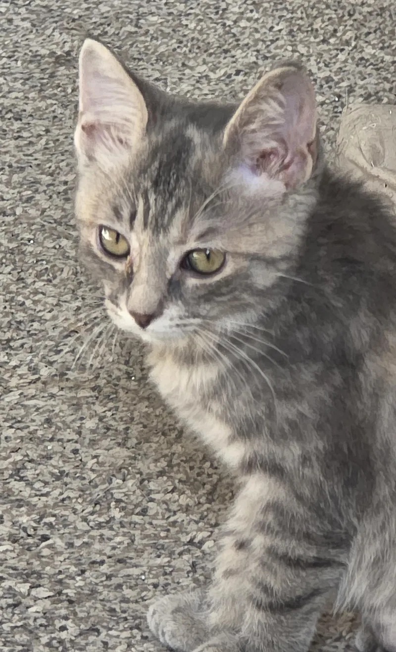 A baby medium-sized female Dilute Tortoiseshell Domestic Short Hair cat named Darcy for adoption in Battle Creek, MI