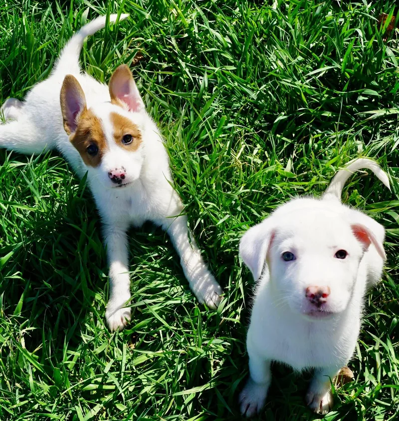 Shepherd Puppies thumbnail 2