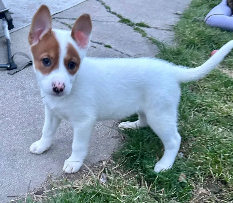 Shepherd Puppies thumbnail 3