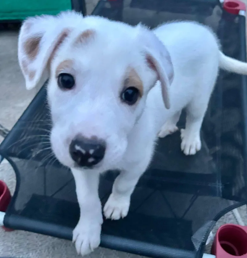 A baby medium-sized female White / Cream German Shepherd Dog dog named Shepherd Puppies for adoption in Sterling Heights, MI