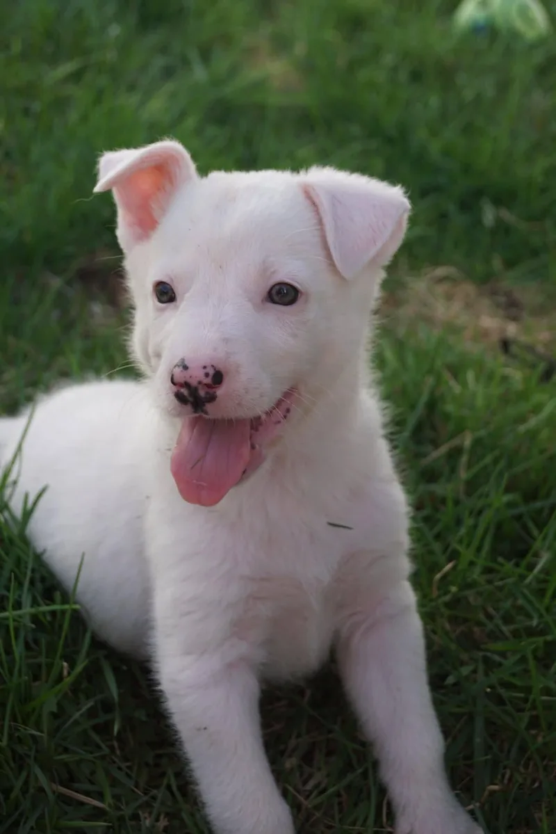 Shepherd Puppies thumbnail 4