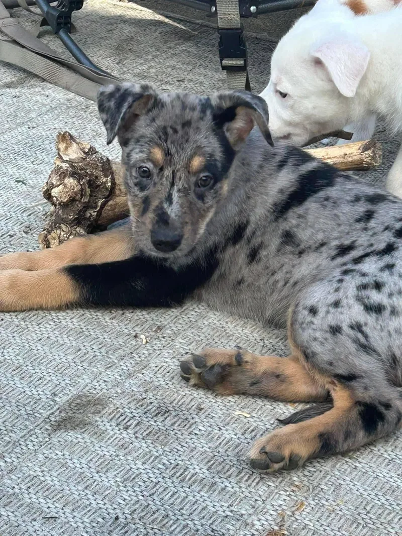 Shepherd Puppies thumbnail 5